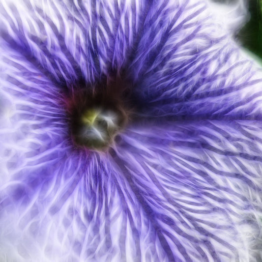 Purple and White Pansy Digital Image Download