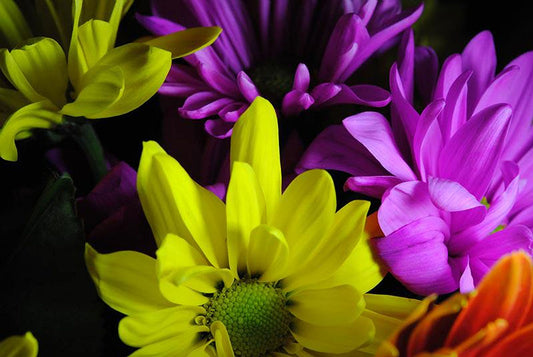 Purple and Yellow Daisies Digital Image Download