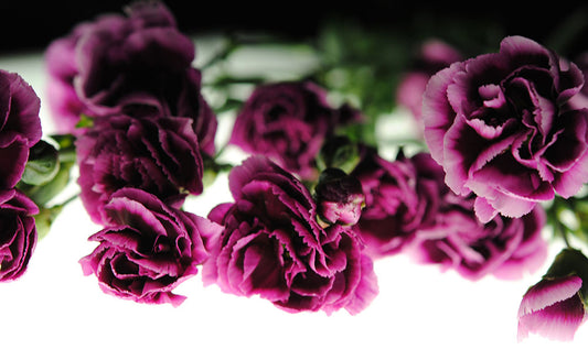 Purple Carnations Lightbox Digital Image Download