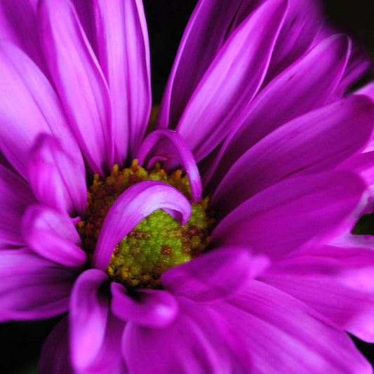Purple Daisy Curling Digital Image Download