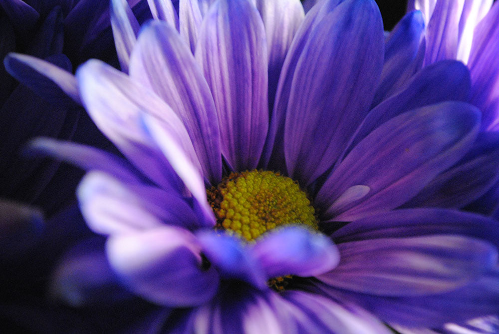 Purple Daisy In The Shadow Digital Image Download