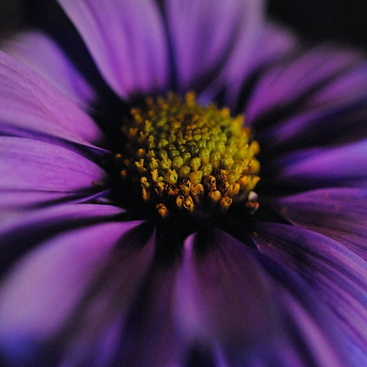 Purple Daisy Digital Image Download