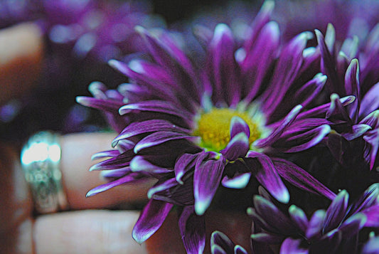 Purple Flower By Hand Digital Image Download