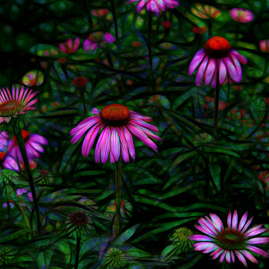 Purple Cone Flower Garden Digital Image Download