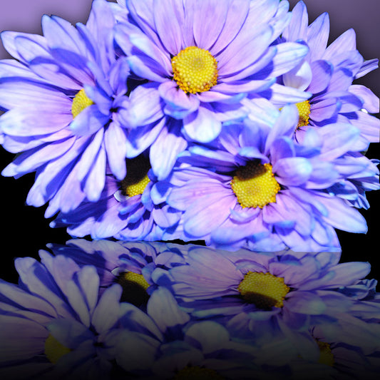Purple Flower Reflection Digital Image Download