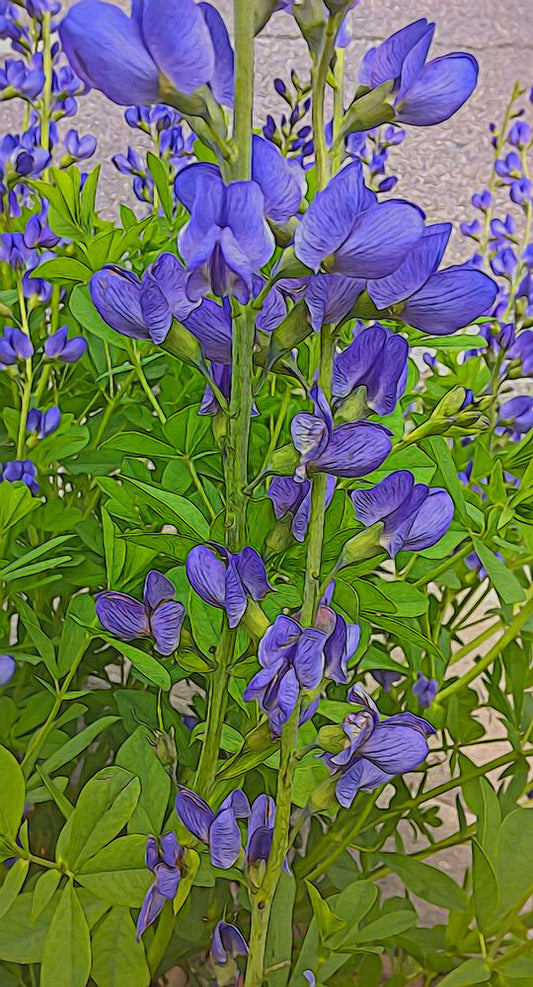 Purple Flowers Digital Image Download