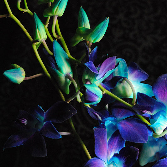 Purple Orchid Buds Digital Image Download
