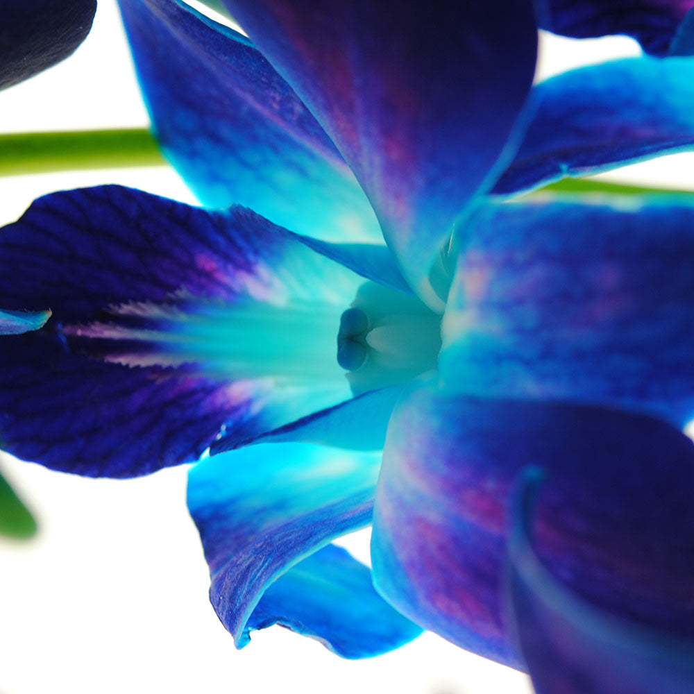 Purple Orchid Close Up on White Digital Image Download
