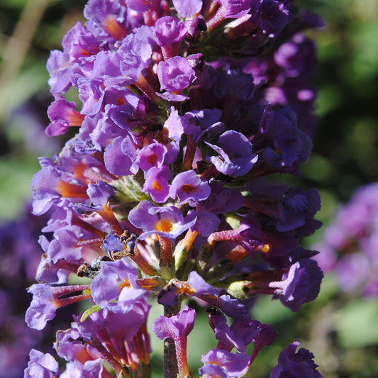 Purple Stalk Of Flowers Digital Image Download
