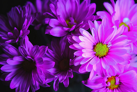 Purple Summer Daisies Digital Image Download