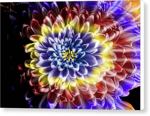 Rainbow Chrysanthemum - Canvas Print