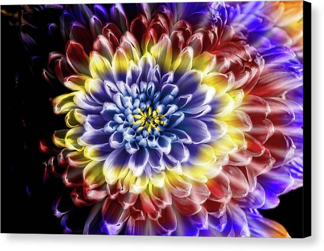 Rainbow Chrysanthemum - Canvas Print