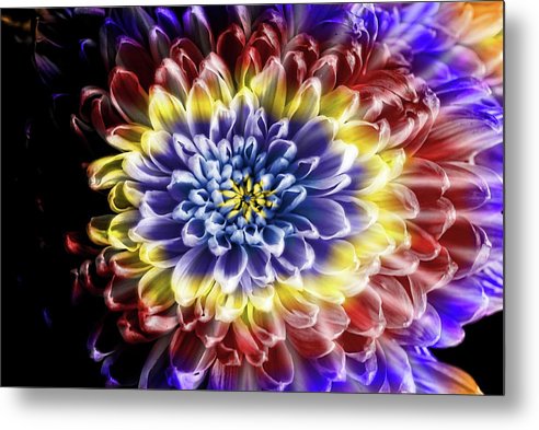 Rainbow Chrysanthemum - Metal Print