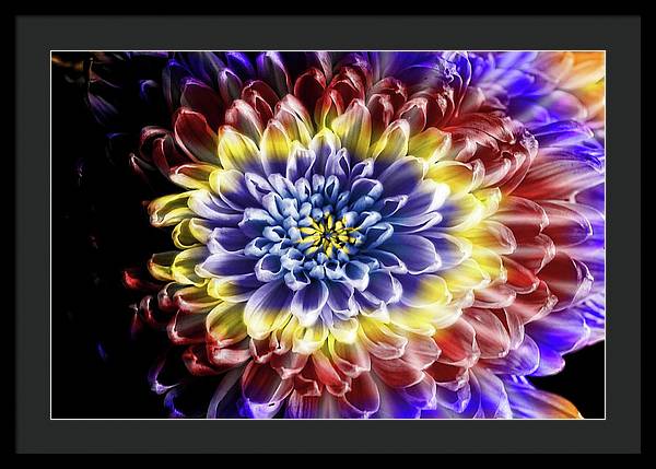 Rainbow Chrysanthemum - Framed Print