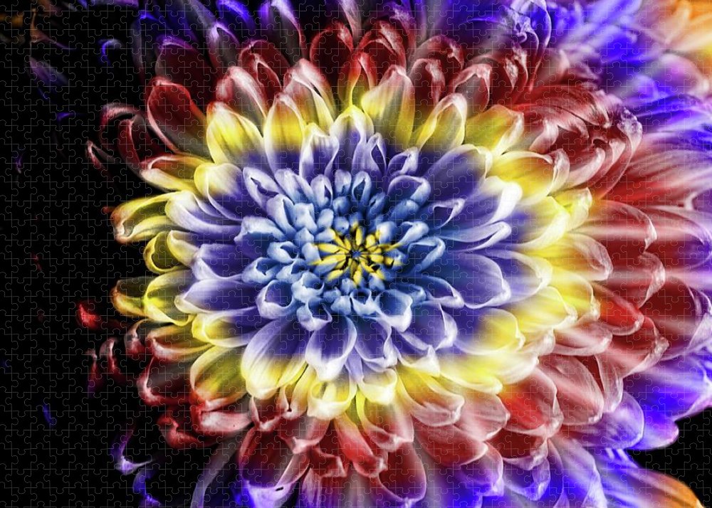 Rainbow Chrysanthemum - Puzzle