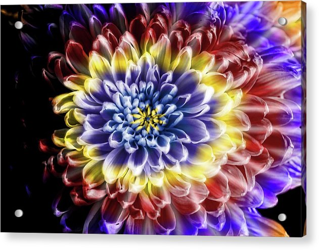 Rainbow Chrysanthemum - Acrylic Print