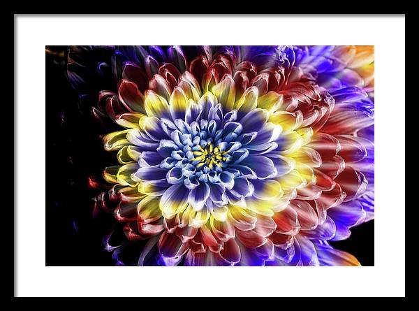 Rainbow Chrysanthemum - Framed Print