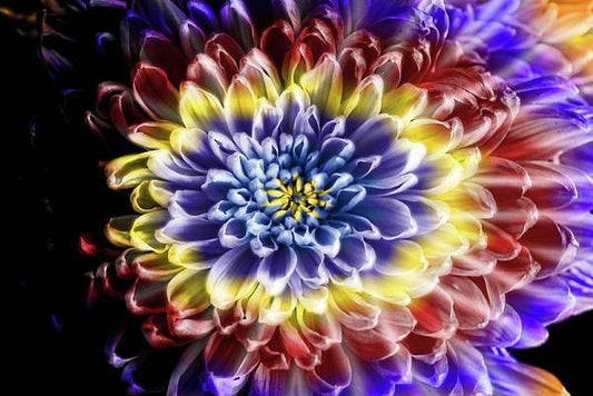 Rainbow Chrysanthemum - Art Print
