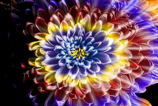 Rainbow Chrysanthemum Digital Image Download
