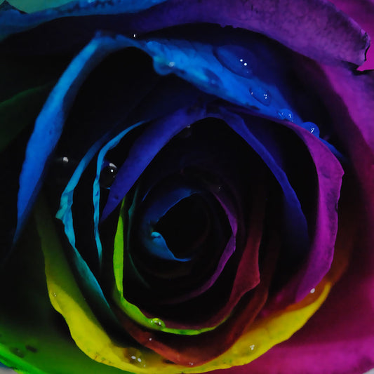 Rainbow Rose 1 Digital Image Download