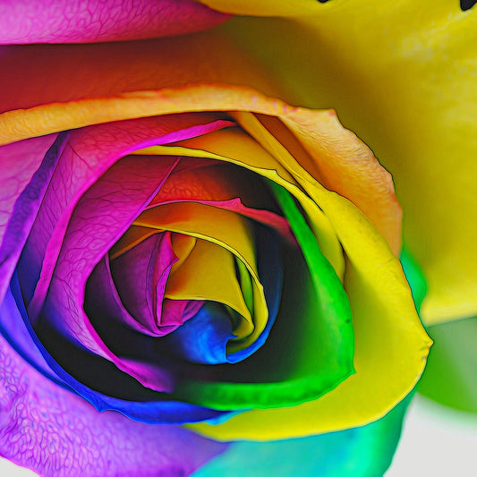 Rainbow Rose 23 Digital Image Download