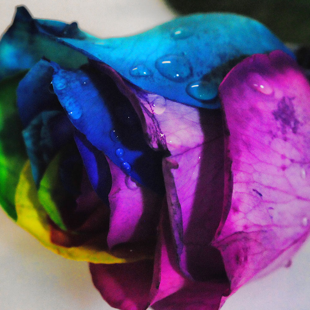 Rainbow Rose 2 Digital Image Download