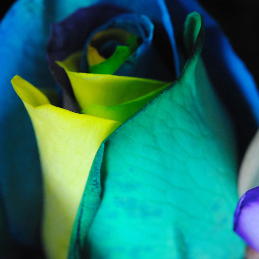 Rainbow Rose 8 Digital Image Download