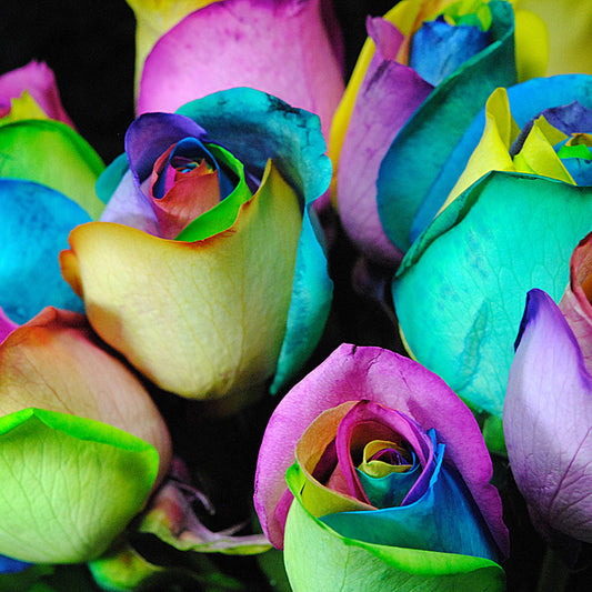 Rainbow Rose Bouquet Digital Image Download