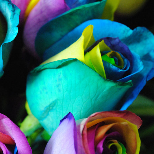Rainbow Roses 10 Digital Image Download