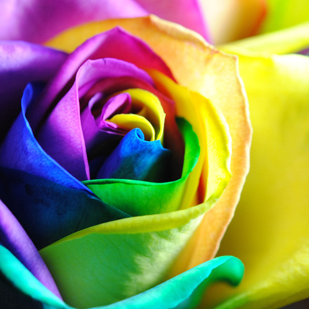 Rainbow Roses 11 Digital Image Download