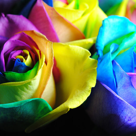 Rainbow Roses 12 Digital Image Download
