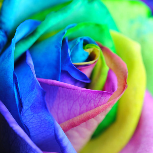 Rainbow Roses 13 Digital Image Download
