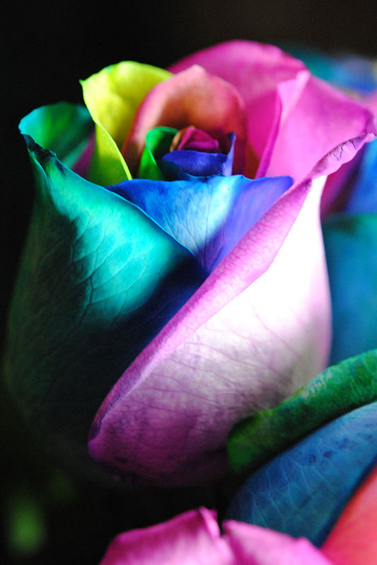 Rainbow Roses 14 Digital Image Download