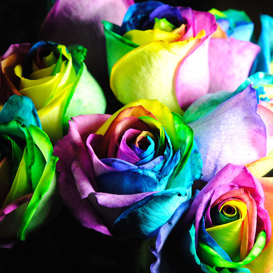 Rainbow Roses 15 Digital Image Download