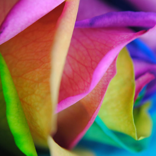 Rainbow Roses 16 Digital Image Download