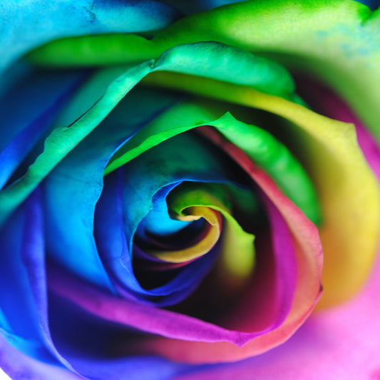 Rainbow Roses 17 Digital Image Download