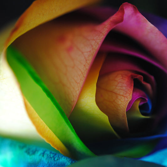 Rainbow Roses 18 Digital Image Download