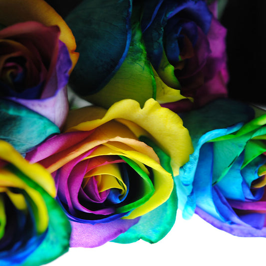 Rainbow Roses 19 Digital Image Download