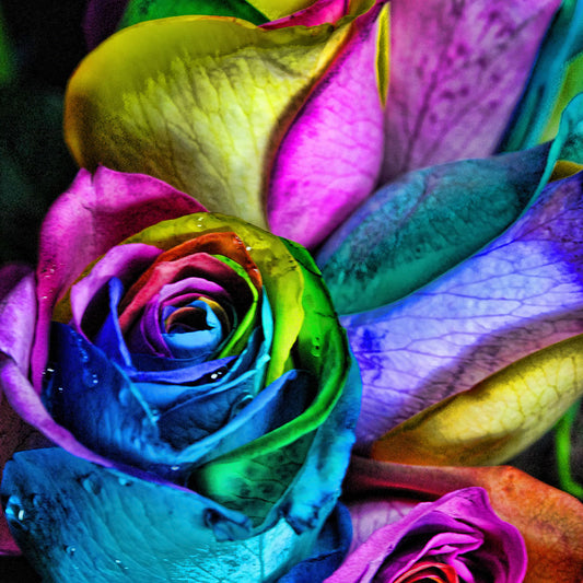 Rainbow Roses 4 Digital Image Download