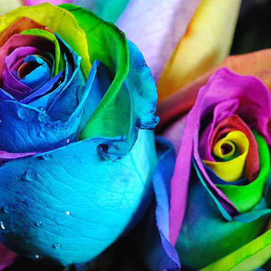 Rainbow Roses 5 Digital Image Download