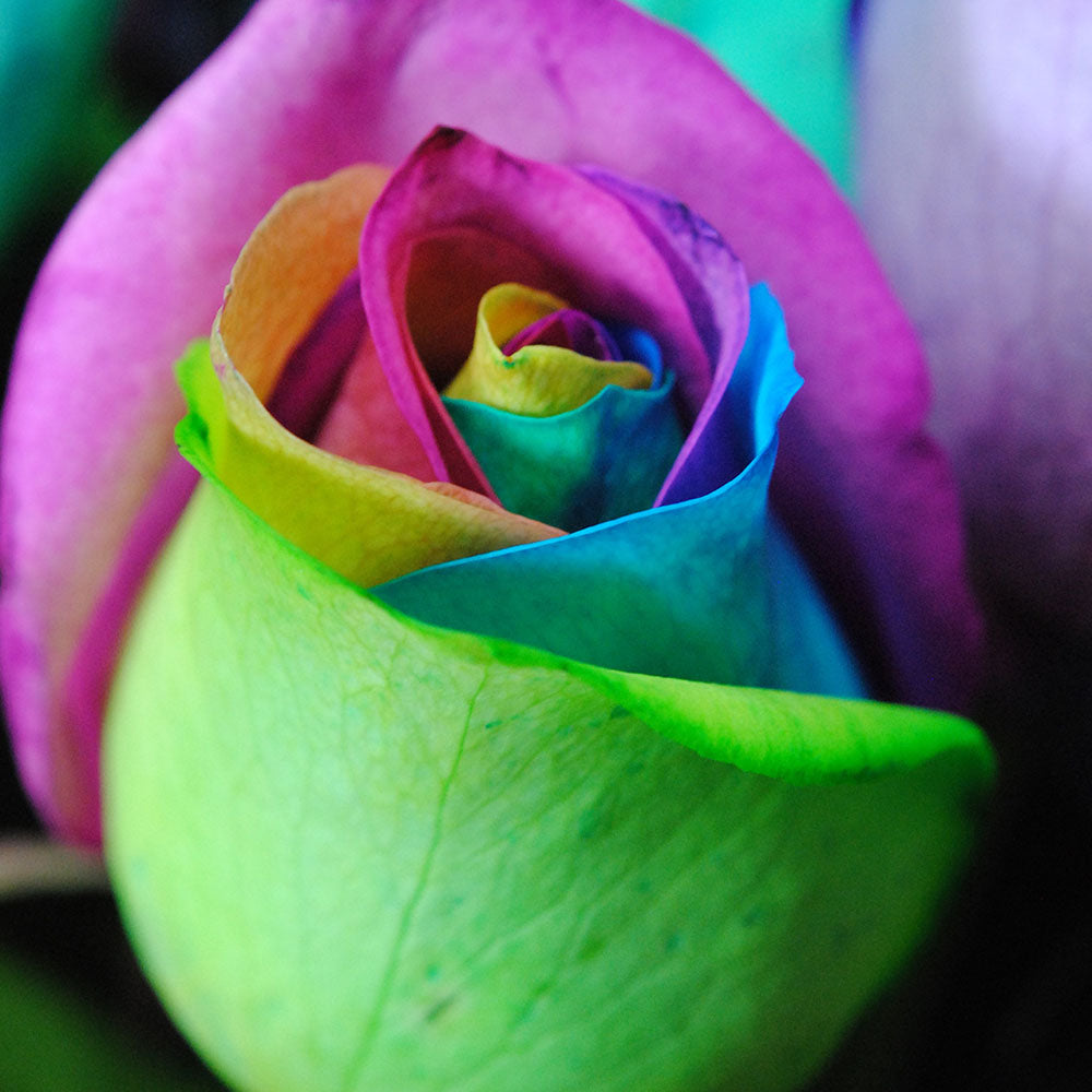 Rainbow Roses 6 Digital Image Download