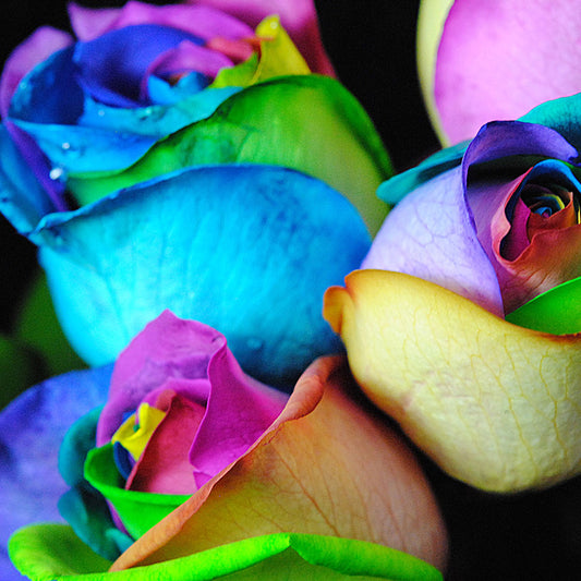 Rainbow Roses 9 Digital Image Download