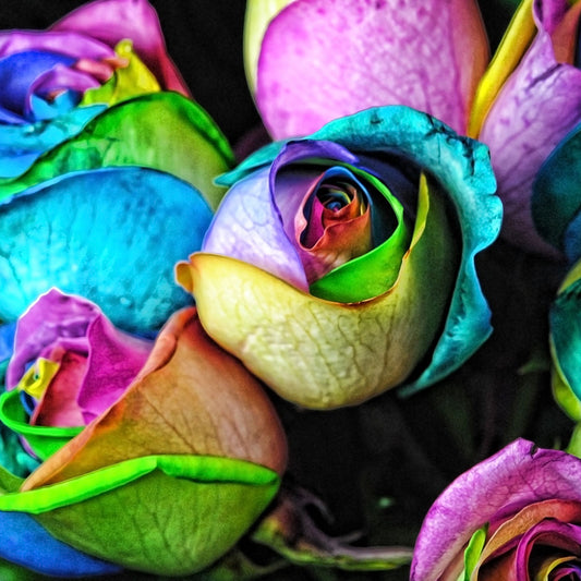 Rainbow Roses Bouquet Digital Image Download
