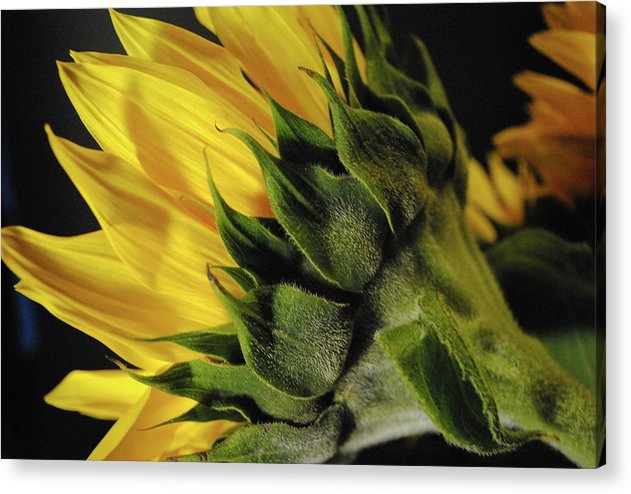 Raw Flowers 14 - Acrylic Print