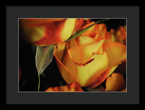 Raw Flowers 6 - Framed Print