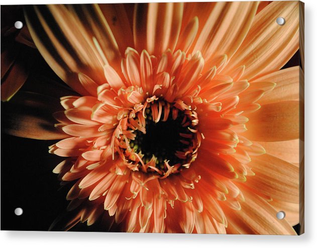 Raw Flowers 9 - Acrylic Print