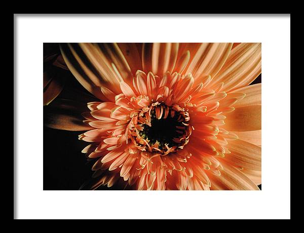 Raw Flowers 9 - Framed Print