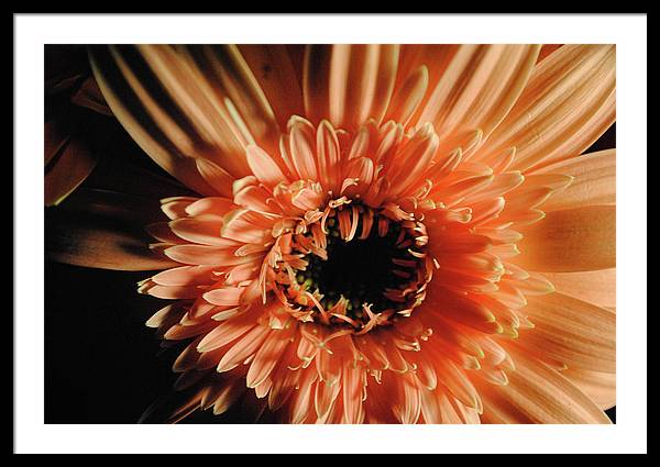 Raw Flowers 9 - Framed Print