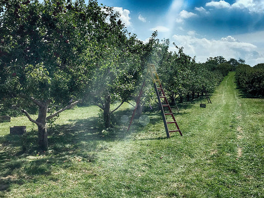 Apple Orchard Ray of Light Digital Image Download