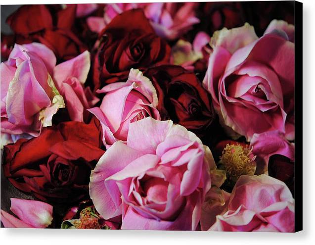 Red and Pink Rose Heads - Canvas Print